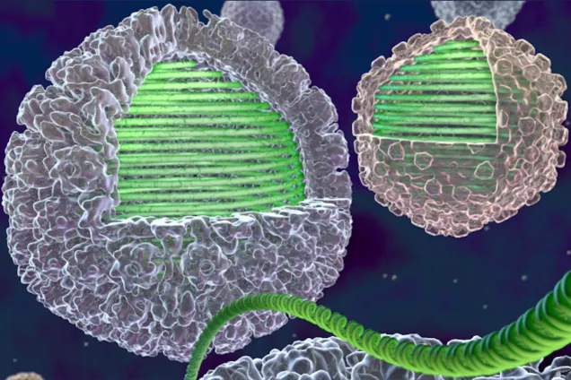 Artistic representation of the viral capsid and encapsidated DNA